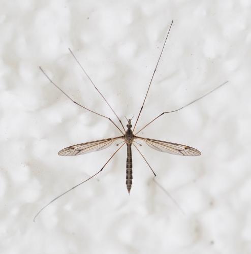Réf. 248 756 : Tipula lateralis